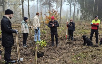 iTerra energy pflanzt 675 neue Bäume